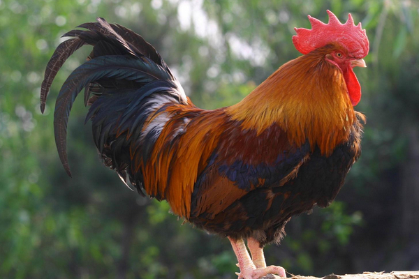 該怎么預(yù)防治療腸炎？戳進(jìn)來