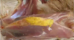 現(xiàn)在青年雞最嚴(yán)重的是什么？