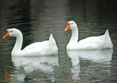 養(yǎng)鵝禁忌有哪些？看看你中了幾條！