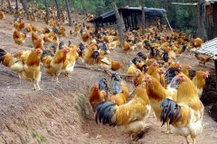 養(yǎng)雞過程中不能做的八件事，養(yǎng)殖戶要記牢！(技