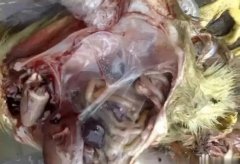 黃病毒在南方各個(gè)地區(qū)多發(fā)，這里帶你了解黃病