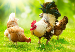 肉雞常見呼吸道病的發(fā)病原因？