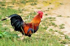 秋天馬上結束，冬天即將到來。廣大養(yǎng)雞戶最頭