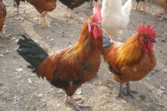 這7點讓你明白什么是腺胃炎！養(yǎng)殖戶趕緊收藏！