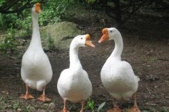 怎么治療鵝痛風(fēng)問題？快進來看看！