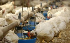 肉雞每天吃料都不跟天，一直找不到原因！知道