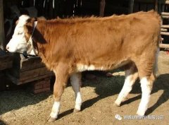 肥牛養(yǎng)殖過程中存在的問題，應該如何進行解決