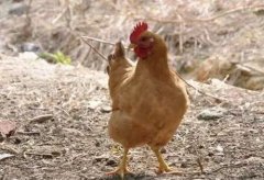 大腸桿菌能引發(fā)哪些疾??？（保存收藏）