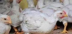 支原體感染的發(fā)展過程及臨床癥狀??！!