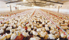 肉雞壞死性腸炎飼料報(bào)酬低，整齊度差嚴(yán)重影響