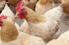 注意，肉雞呼吸道疾病這些聲音信號(hào)！