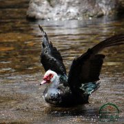 為什么養(yǎng)殖番鴨別人賺錢你卻折本？問題就出在