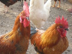 聽說現(xiàn)在球蟲發(fā)病率極高！傷亡也會出現(xiàn)！