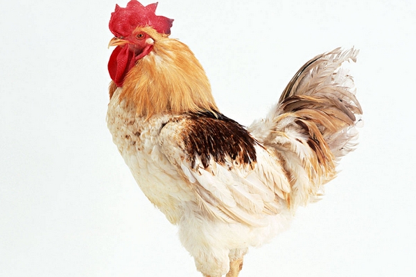 家禽防控大腸桿菌的妙訣！